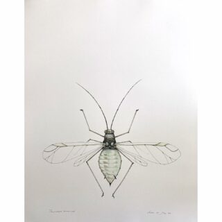 Brevicoryne brassicae/melige koolluis 65 x 50 cm ink and pencil on paper #luis #koolluis #bladluis #insekt #insect #naturedrawing #natuurtekening #insectinart #drawing #drawings #zeichnung #zeichnenmitbleistift #pou #laus #kukainis #insecto #dibujo #naturaleza