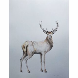 Deer/hert 50 x 65 cm ink, pencil #deer #deerseason #hert #edelhert #natuur #natuurliefhebber #natuurtekening #drawing #naturedrawing #hirsch #natur #naturliebe #naturliebe💚 #wildlifelovers