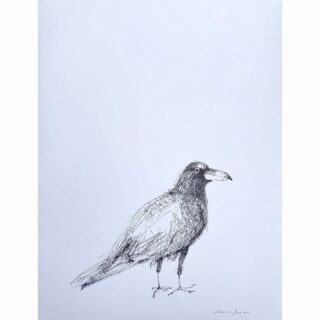 Raven/raaf 50 x 65 cm ink on paper #raaf  #raven #drawing #inkdrawing #inkttekening #vogeltekening #birddrawing #inkonpaperdrawing #paperart #paperartist #oostindischeinkt #vogelkunst #birdart